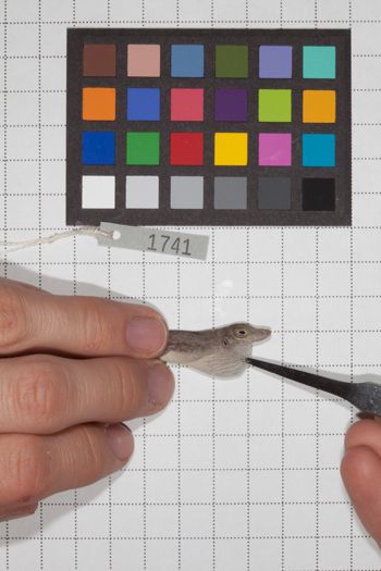 Media type: image;   Herpetology R-189948